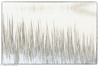 Winter Grass