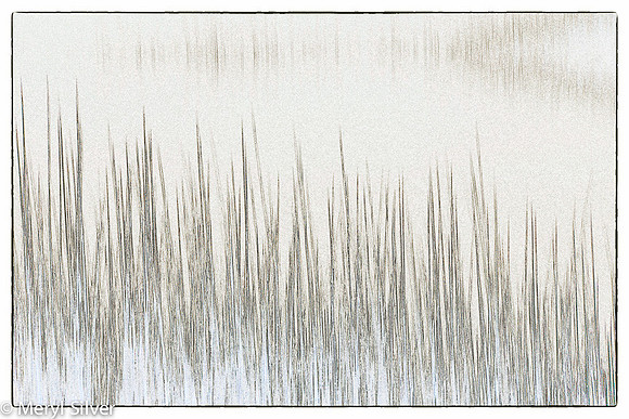 Winter Grass