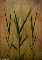 Dune Grass