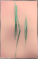 reeds, reflections, abstract