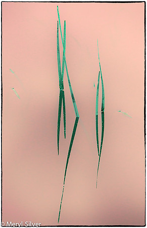 reeds, reflections, abstract