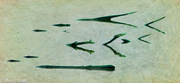 reeds, reflections, abstract