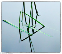 reeds, reflections, abstract