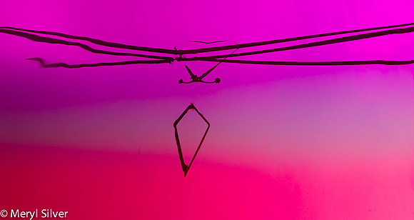 reeds, reflections, abstract
