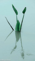 reeds, reflections, abstract