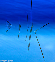 reeds, reflections, abstract