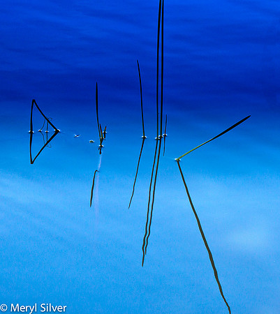 reeds, reflections, abstract