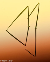 reeds, reflections, abstract