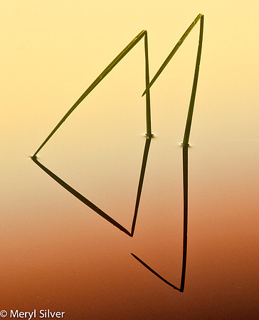 reeds, reflections, abstract