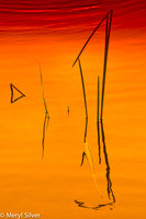 reeds, reflections, abstract