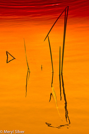 reeds, reflections, abstract