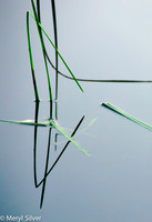 reeds, reflections, abstract