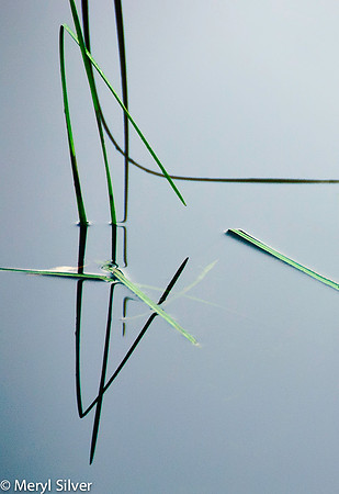 reeds, reflections, abstract