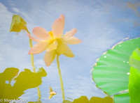 Lotus Garden