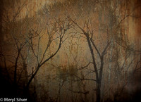 Winter Night