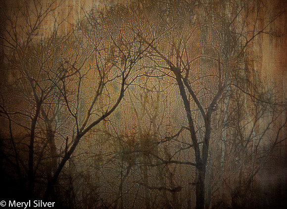 Winter Night
