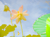 Lotus Garden