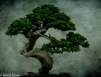 Bonsai