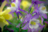 Spring Morning