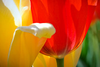 Tulip Garden