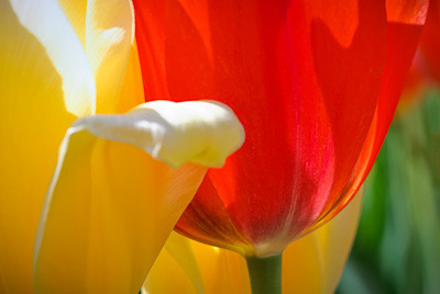 Tulip Garden
