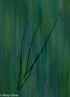 Seagrass